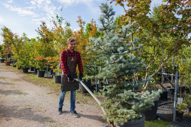 Trusted Hillsboro, KS Tree Service Experts